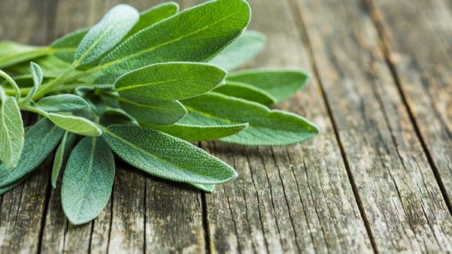 salbei_teaser_800x450