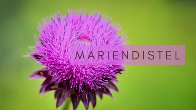 Mariendistel Webcover