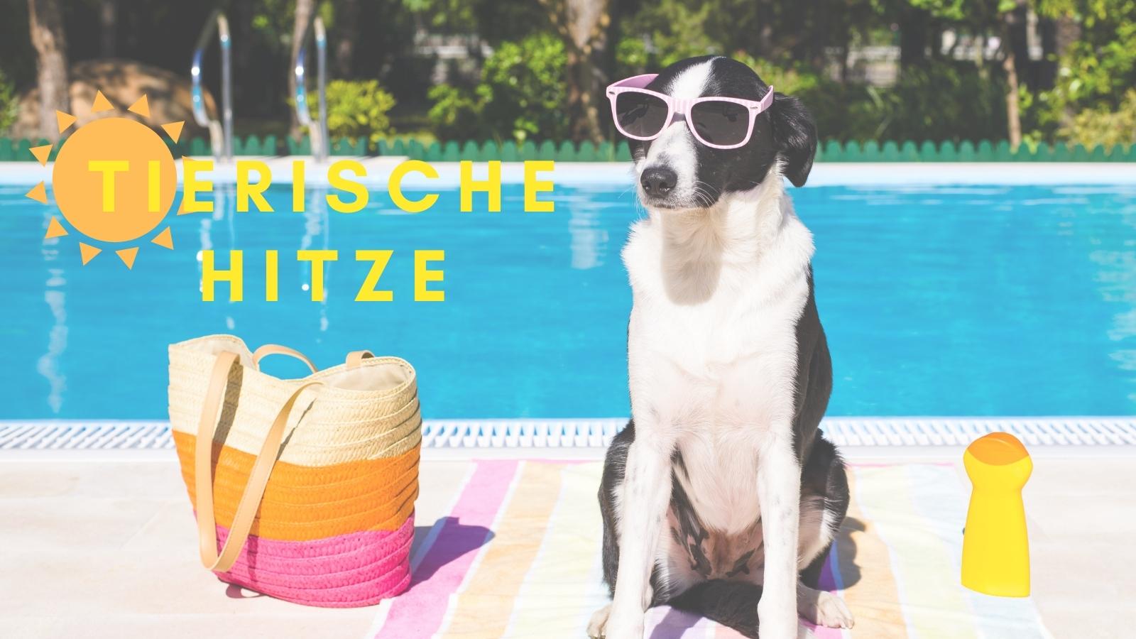 Bild von Hund mit Sonnebrille am Pool "Tierische Hitze"
