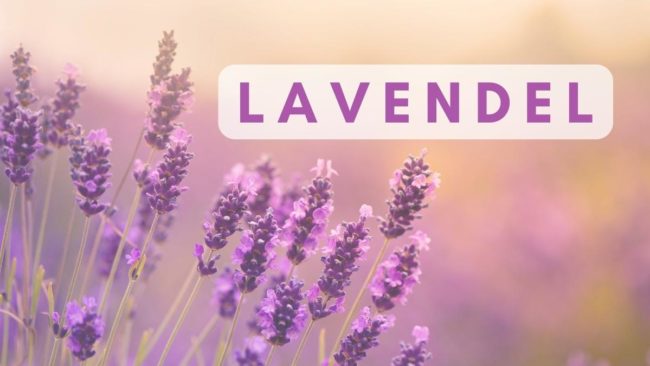 Lavendel