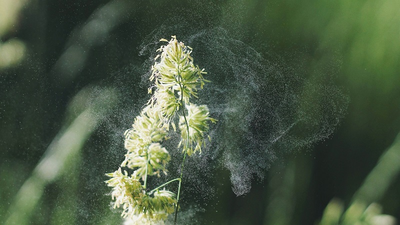 Pflanze, die Pollen durch die Luft wirbelt, die zu einer Pollenallergie führen.