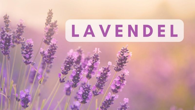 Lavendel Webcover Lavendel