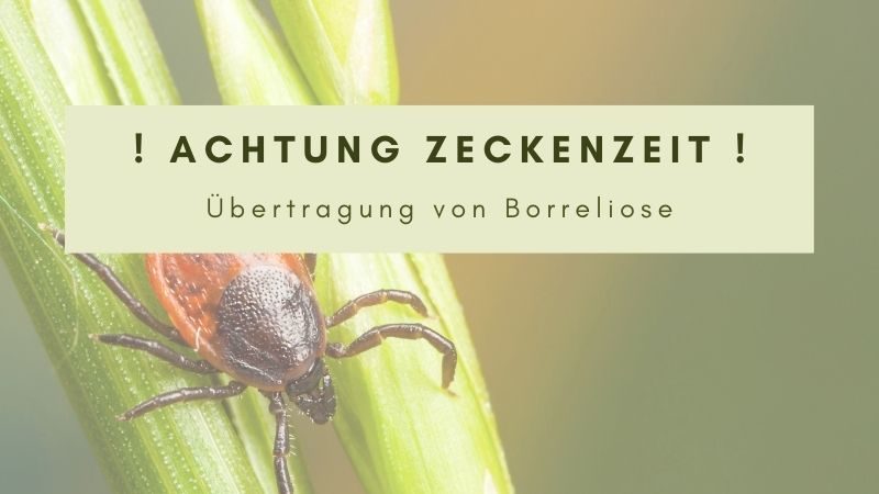 Bild von Zecke auf Pflanze. "Achtung Zeckenzeit! Übertragung von Borreliose"
